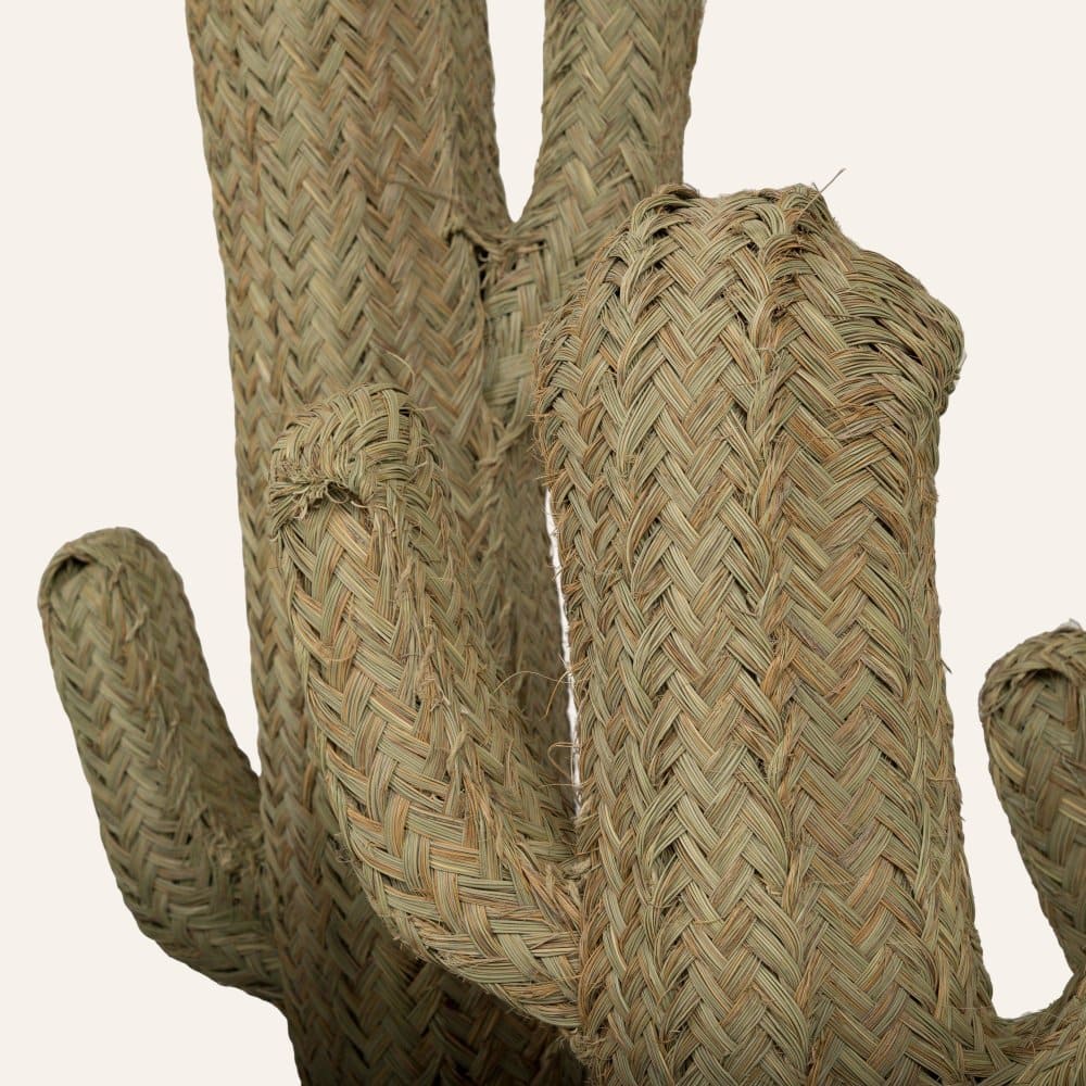 cactus esparto vegetal detalle